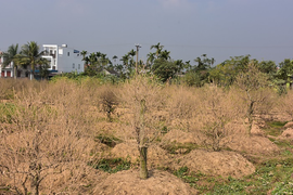 Hơn 1.000 gốc đào bị bụi làm đường phủ trắng: Chủ đơn vị thi công chỉ 'ủng hộ' 20 triệu đồng